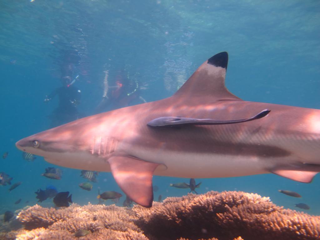 Ombak Dive Resort Perhentian Island Pulau Perhentian Kecil Kültér fotó