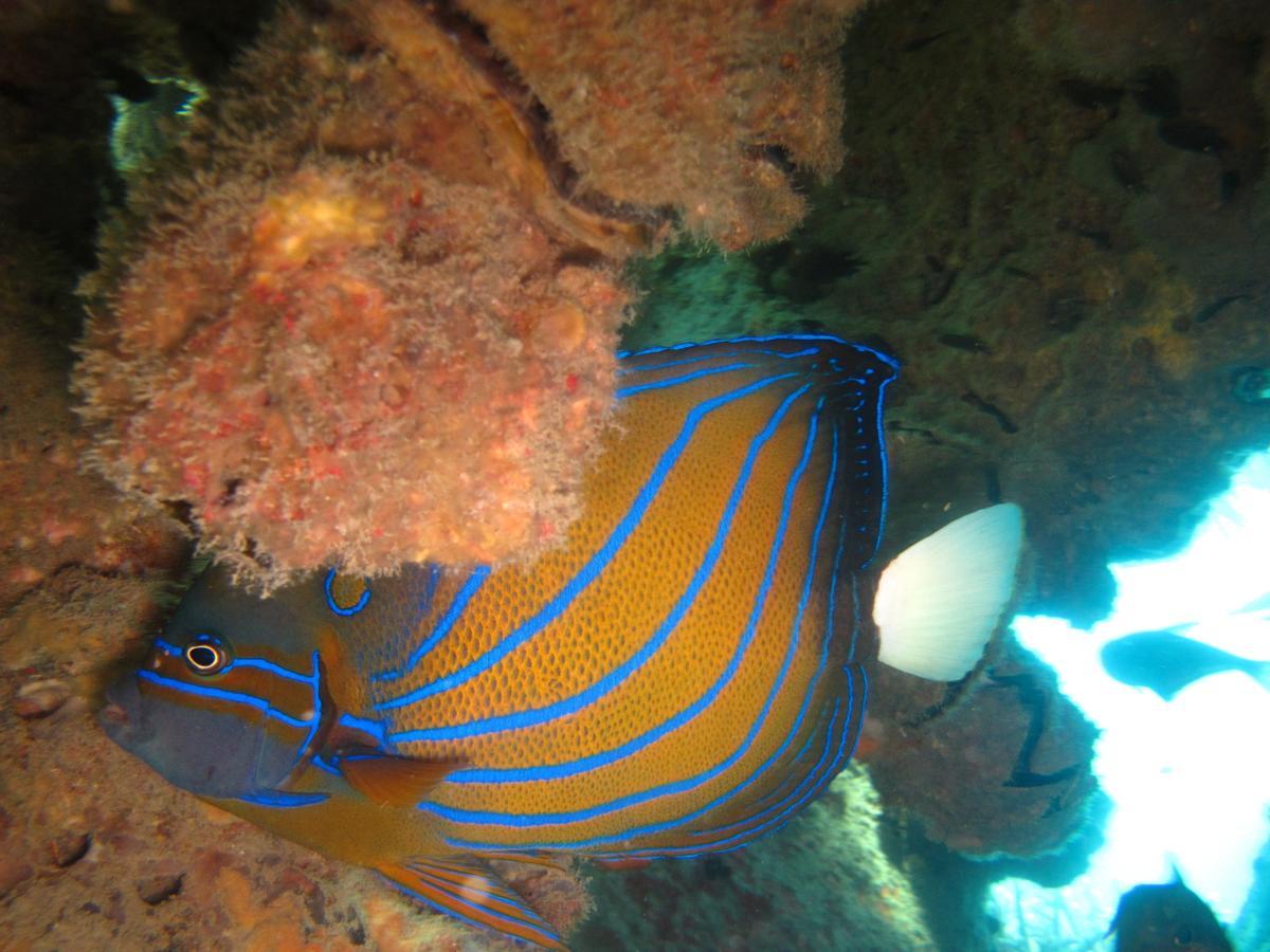 Ombak Dive Resort Perhentian Island Pulau Perhentian Kecil Kültér fotó